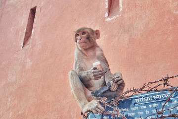 monkey stole medicine © Nikita