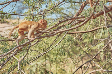 monkey on a tree
