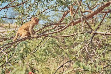 Obraz premium monkey on a tree