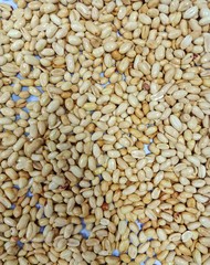 Naklejka premium Many peanut seeds are a snack for snack.