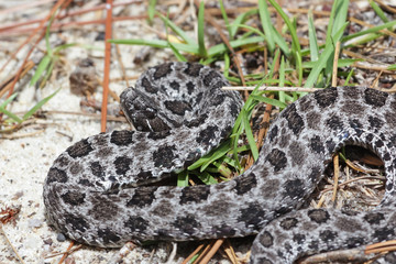 Zwergklapperschlange im Okaloosa County, Florida, USA