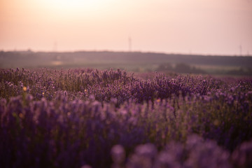 a close up of lavender flowers at sunset.