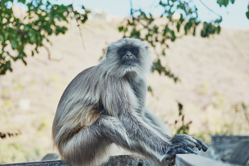 Obraz premium angry monkey