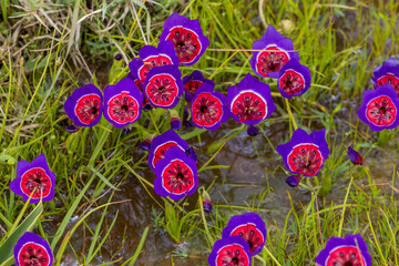 Geissorhiza radians in der Nähe von Darling, Western Cape, Südafrika