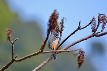 White-eared Sibia bird. (Heterophasia auricularis)