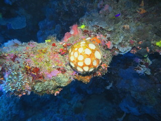 The amazing and mysterious underwater world of Indonesia, North Sulawesi, Manado, sea sponge