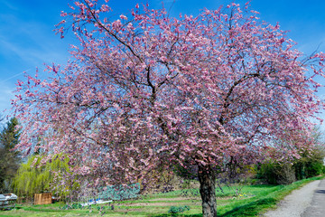 Naklejka premium Kirschbaum voll mit rosa Blüten