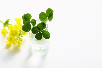 よつ葉クローバー　菜の花　春　和む　屋内