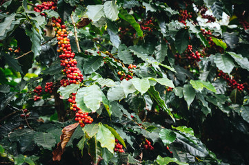 Coffee tree with fresh arabica coffee bean in coffee plantation on the mountain at Ban Pang Khon the northern of Chiang Rai, Thailand. - obrazy, fototapety, plakaty