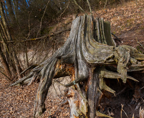 Fototapeta na wymiar there is an old beautiful stump in-field