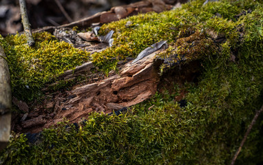 Fototapeta na wymiar a tree becoming over moss