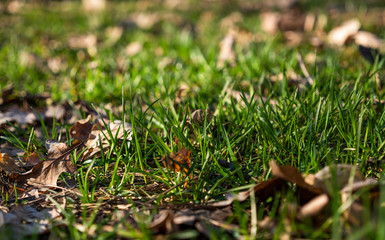 there is a green fresh spring grass in-field