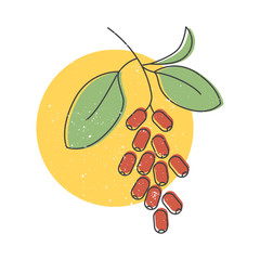 Branch of a barberry hand drawn icon, Dry red barberry seasoning colorful vector illustration for printing