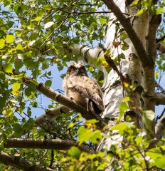 eine kleine Eule sitzt auf einem Ast