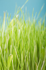 Blurred fresh green grass with  bokeh in spring. Color blue  background. Clean environment.