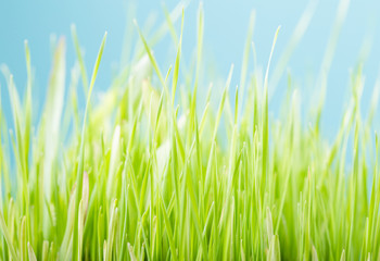 Blurred fresh green grass with  bokeh in spring. Color blue  background. Clean environment.