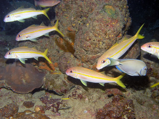 School of Yellow Goatfish (Mulloidichthys martinicus)