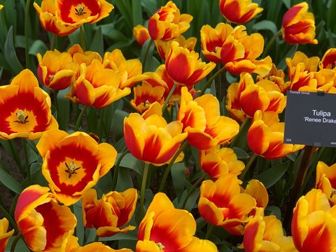 Red and Yellow Tulip Flowers in Garden