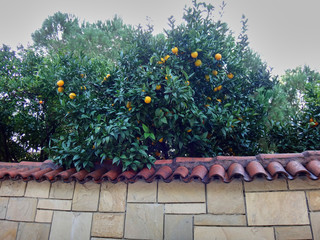 Orange or citrus on a tree outside of fence. Tree with red and yellow fruits