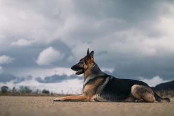 a german shepherd is in a large field. the ground is brown dirt. it is a very cloudy and looks like it is going to rain. you can see some trees and mountains in the background.and the gsd is beautiful