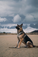 a german shepherd is in a large field. the ground is brown dirt. it is a very cloudy and looks like it is going to rain. you can see some trees and mountains in the background.and the gsd is beautiful