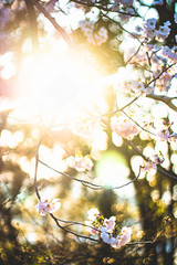 a photo of a japanese cherry blossom tree. you can see the pink flowers of the sakura. sakura becomes full bloom from late march till early april. there is warm light coming in from behind. pretty