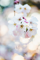 a photo of a japanese cherry blossom tree. you can see the pink flowers of the sakura. sakura becomes full bloom from late march till early april. there is warm light coming in from behind. pretty
