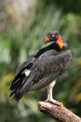 King vulture, Sarcoramphus papa, large bird found in Central and South America. Flying bird, forest...