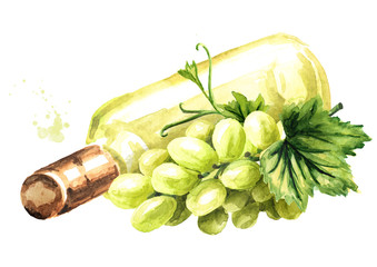 Bottle of White wine with vine leaves and grape berries. Hand drawn watercolor illustration isolated on white background