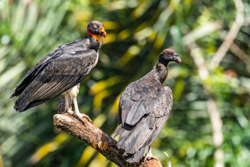 King vulture, Sarcoramphus papa, large bird found in Central and South America. Flying bird, forest in the background. Wildlife scene from tropic nature. Red head bird. Condor with open wing, Panama