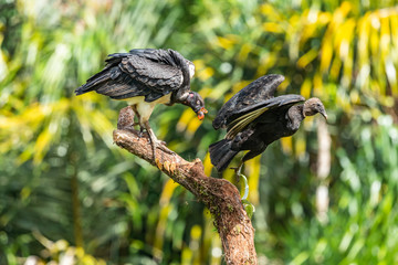 King vulture, Sarcoramphus papa, large bird found in Central and South America. Flying bird, forest in the background. Wildlife scene from tropic nature. Red head bird. Condor with open wing, Panama