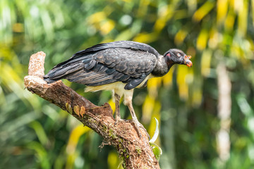 King vulture, Sarcoramphus papa, large bird found in Central and South America. Flying bird, forest in the background. Wildlife scene from tropic nature. Red head bird. Condor with open wing, Panama