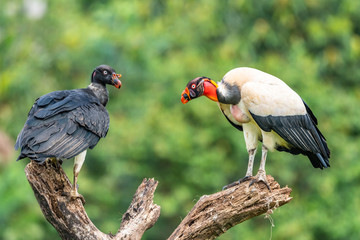 King vulture, Sarcoramphus papa, large bird found in Central and South America. Flying bird, forest in the background. Wildlife scene from tropic nature. Red head bird. Condor with open wing, Panama