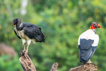 King vulture, Sarcoramphus papa, large bird found in Central and South America. Flying bird, forest in the background. Wildlife scene from tropic nature. Red head bird. Condor with open wing, Panama