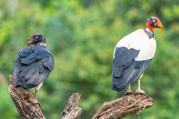 King vulture, Sarcoramphus papa, large bird found in Central and South America. Flying bird, forest...