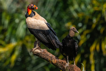 King vulture, Sarcoramphus papa, large bird found in Central and South America. Flying bird, forest in the background. Wildlife scene from tropic nature. Red head bird. Condor with open wing, Panama