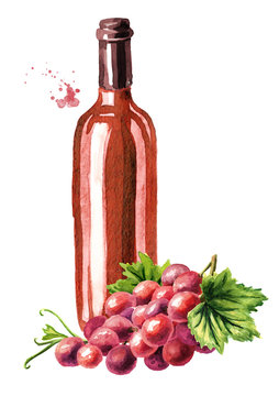 Bottle of Rose wine with vine leaves and grape berries. Hand drawn watercolor illustration, isolated on white background