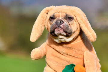Red pied French Bulldog dog dressed up as Easter bunny wearing rabbit costume with hanging ears and fake arms on blurry meadow background
