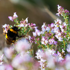 bourdon butinant des fleurs de thym