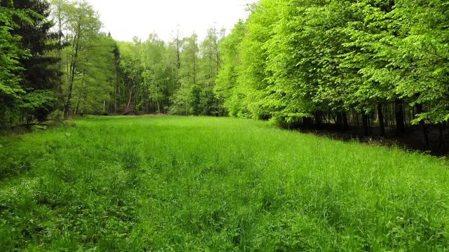Las łąka polana pole drzewa wiosna