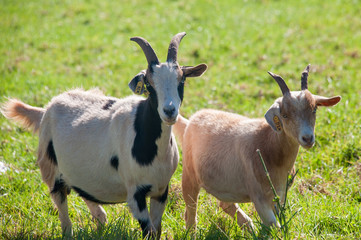 Naklejka na ściany i meble Happy Goats on the field
