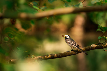 Obraz premium Sustenance