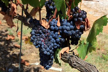 Scansano (GR), Italy - June 10, 2017: Morellino di Scansano vineyards, wine grapes growing,...