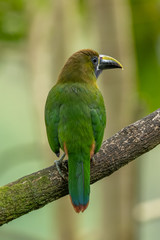 The Crimson-rumped Toucanet, Aulacorhynchus haematopygus perched on the branch in rain forest in Ecuador, dark scene with green color.