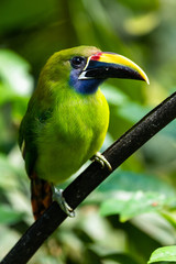 The Crimson-rumped Toucanet, Aulacorhynchus haematopygus perched on the branch in rain forest in Ecuador, dark scene with green color.