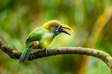 The Crimson-rumped Toucanet, Aulacorhynchus haematopygus perched on the branch in rain forest in Ecuador, dark scene with green color.