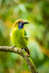 The Crimson-rumped Toucanet, Aulacorhynchus haematopygus perched on the branch in rain forest in Ecuador, dark scene with green color.