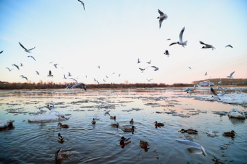 Many gulls flying over ice floes in the ice drift on the river in the evening at sunset