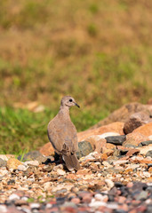 Dove in Socotra World Heritage Site in Yemen