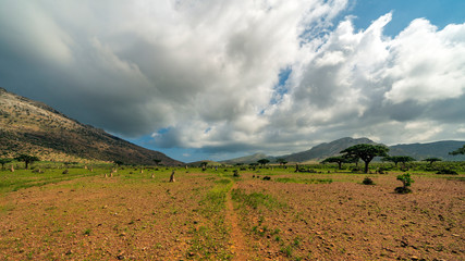 Scenery from Homhil Protected Area, Socotra World Heritage Site in Yemen